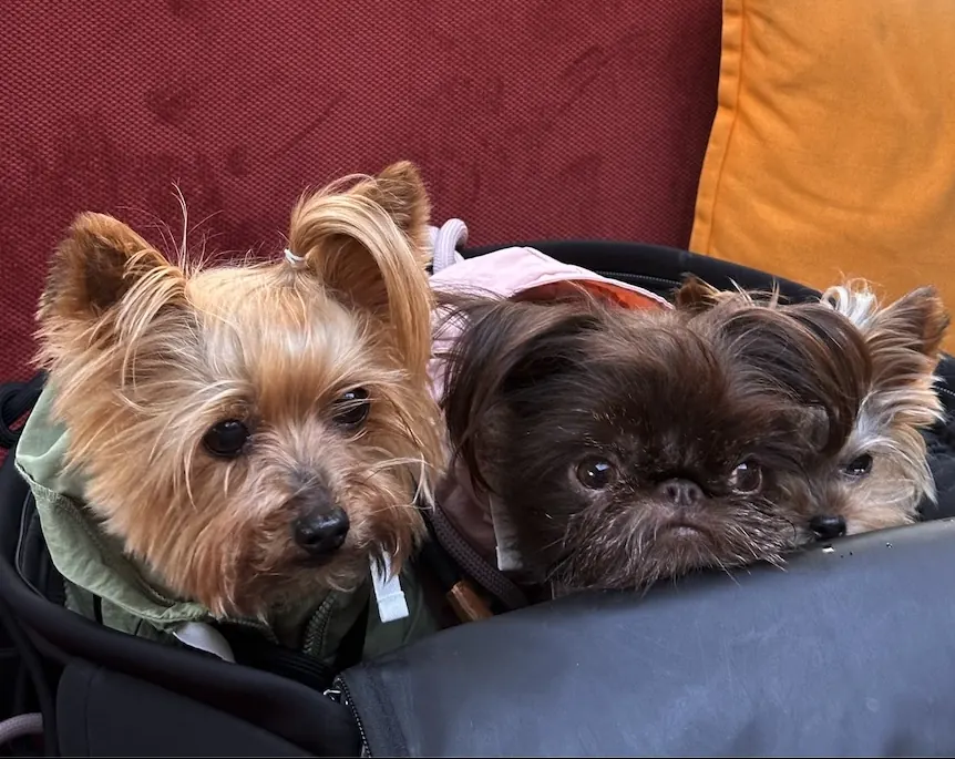 Dogs on board during a canal cruise