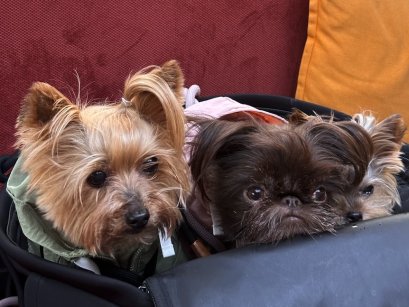 Dogs on board