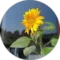 A Ballentine Avatar