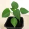 Chilli05187049 Avatar